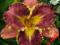 LILIOWIEC, LILIOWCE, HEMEROCALLIS BARACUDA BAY