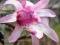 Magnolia gwiaździsta 'Rosea' 50-70cm