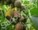 MINI KIWI Aktinidia Weiki męski SADZONKA