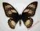 Motyl- Ornithoptera priamus poseidon !!!