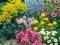 ZESTAW KWIATÓW OGRODOWYCH RABATOWYCH OK 22 SZT