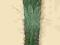 Trichocereus macrogonus kaktus
