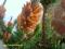 Pinus contorta 'Spaan's Dwarf' Pomarańczowa Sosna
