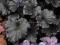 Heuchera 'Dark Secret' - Żurawka CZARNA !!! !!!