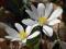 Sanguinaria canadensis - Sangwinaria kanadyjska