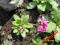PIERWIOSNEK - PRYMULA -ZABKOWANY -RÓŻ -  SADZONKA