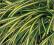 Turzyca hachijońska evergold - zielone C0,5