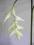 Ekskluzywne sztuczne kwiaty HELIKONIA biała 1107