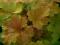 Heuchera 'Christa' - Żurawka BRZOSKWINIOWA !