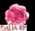Róża angielska główka różowa ciemna - wyrobówka