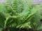 PAPROĆ PIUROPUSZNIK STRUSI  sadzonka