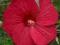 Hibiscus 'Fireball' - Hibiskus bylinowy CZERWONY