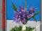 CF119 Przebiśnieg 6 kwiatów bukiecik 4.violet