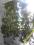 Hoja Hoya woskownica duża kwitnąca wawa