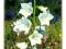 CAMPANULA DZWONEK BRZOSKWINIOLISTNY