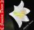 H100 Kwiat Lilia satynowa główka 1.white