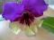 Skretnik - Streptocarpus, lisc Harlequin Purple