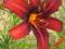 LILIOWIEC, LILIOWCE, HEMEROCALLIS CIMARRON GLORIE