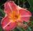 Hemerocallis Maleny Super Star, liliowiec