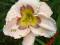 Hemerocallis Denver Scott, liliowiec