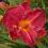 Hemerocallis Jump Start, liliowiec