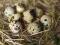 Jajka przepiórcze lęgowe FARAON - Wysoka jakość