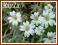 Rogownica kutnerowata (Cerastium tomentosum) p9