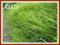 Suchodrzew chinski (Lonicera pileata) p11
