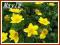 Kaczeniec błotny 'Auenwald' (Caltha palustris) p9