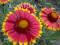 GAILARDIA OŚCISTA niesamowicie barwna,długo kwitni
