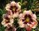 LILIOWIEC, LILIOWCE, HEMEROCALLIS ORCHID CANDY