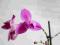 Phalaenopsis phalenopsis peloric 13