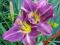 LILIOWIEC, LILIOWCE, HEMEROCALLIS PRAIRIE BLUE