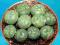 17*KAKTUSY* Lophophora williamsii 3lata x10 siewek