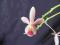 ORCHIDEA PHALAENOPSIS EQUESTRIS AUREA X C-C ALBA