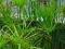 ==&gt; PAPIRUS CYPERUS ALTERNIFOLIUS - XL