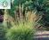 trawa ozdobna Molina Fontane-SADZONKA-nowość