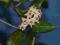 Hoya Ovalifolia