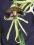 ORCHIDEA ENCYCLIA COCHLEATA RARYTAS