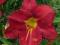 Hemerocallis James Marsh, liliowiec
