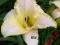 Hemerocallis Wedding Band, liliowiec