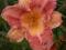 Hemerocallis Brand New Lover, liliowiec