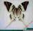 Motyl- Graphium androcles androcles -Indonesia !!!