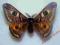 Motyl- Eudia pavonia !!!