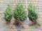 TUJE, TUJA, THUJA BRABANT 60 cm / 3,90 pre-paid