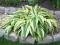 Funkia LAKESIDE DRAGONFLY hosta do cienia