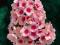 FLOKS Z KARMINOWYM OCZKIEM 'BRIGHT EYES' - PHLOX