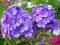 FLOKS PACHNĄCY NIEBIESKI - PHLOX BLUE PARADISE