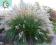 trawy ozdobny Miscanthus Yaku Jima-sadzonka