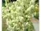YUCCA FILAMENTOSA JUKKA KAROLIŃSKA